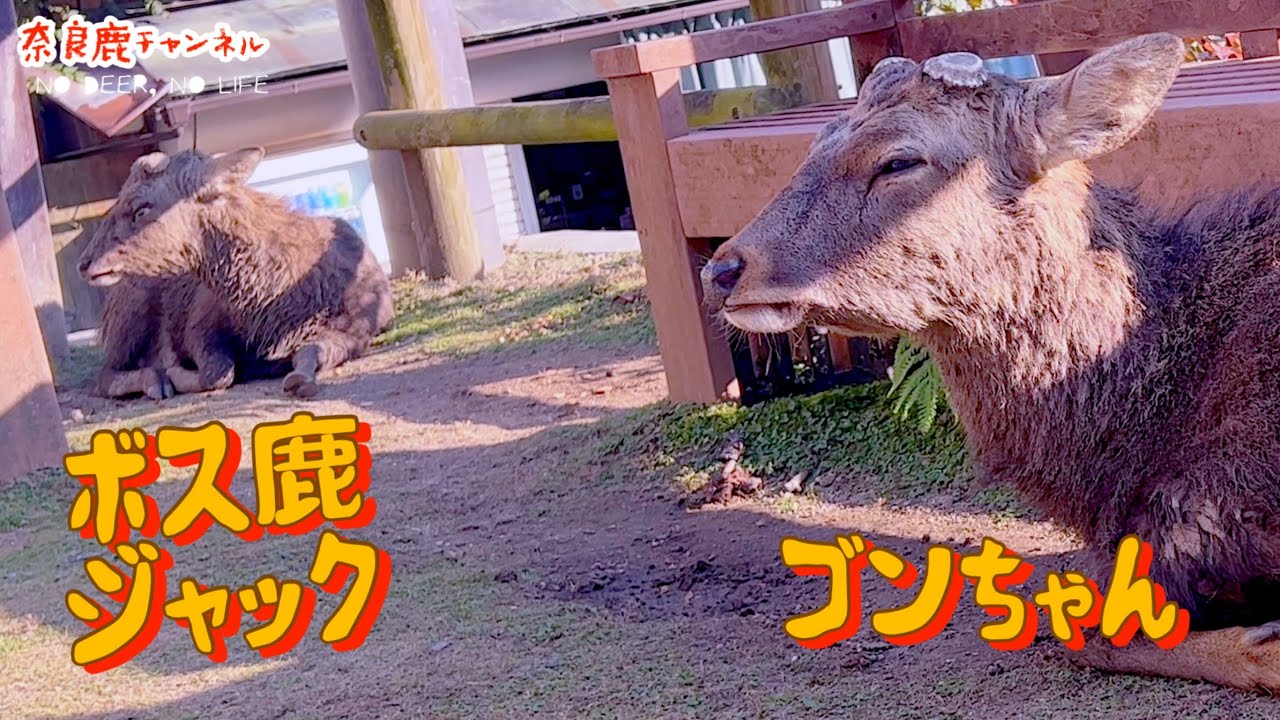 奈良鹿ジャックさん、ゴンちゃんに勝ってボス鹿に返り咲く！😄【字幕