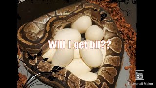 Will my gravid ball python bite me Pulling my first ever clutch of eggs. Normal to Jigsaw pastel.