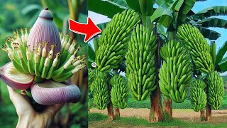 Wonderful... how to growing Banana get lots of fruit fast in just 3 month