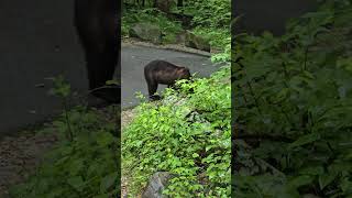 Bear Unbothered By Passing Cars On Tennessee Road