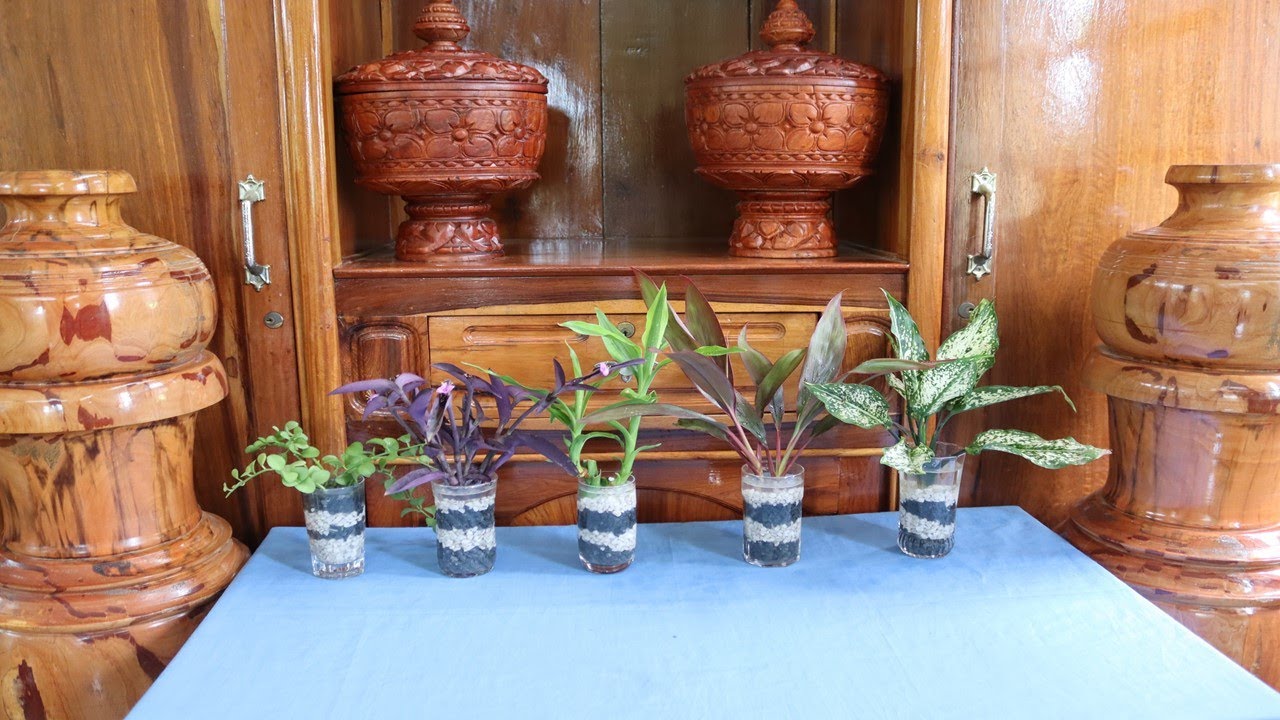 HOW TO GROW PLANTS IN WATER WITH GRAVELS YouTube