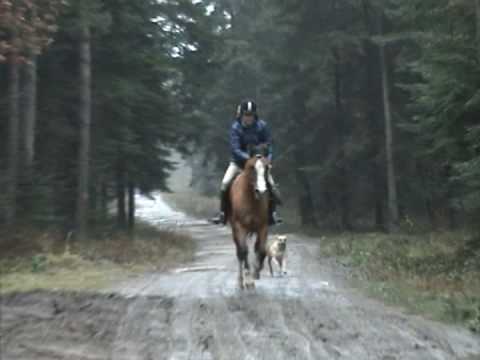 Galloping through puddles of mud!