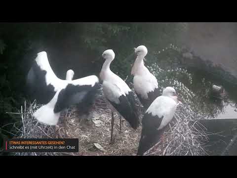 Heddesheim Young Stork Flight Watch live cam preview