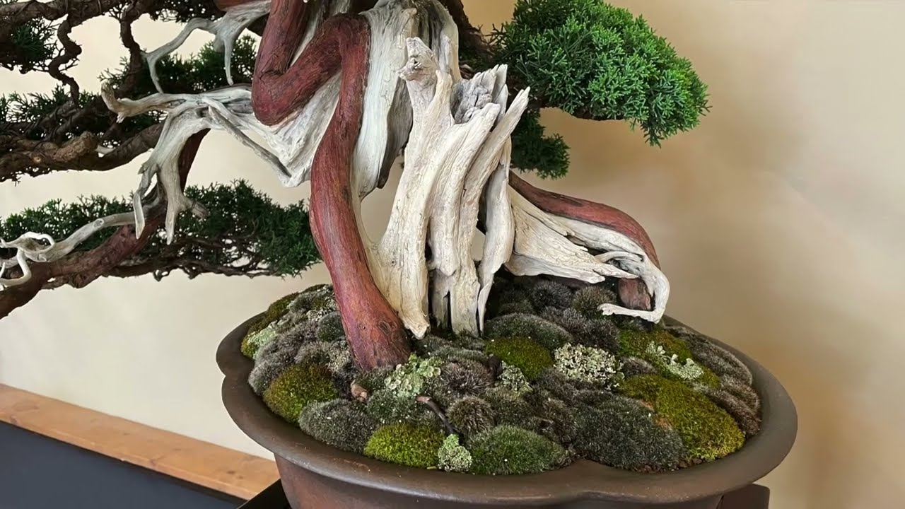 ARCO BONSAI 2022 - 36º Edizione Mostra e Mercato Bonsai