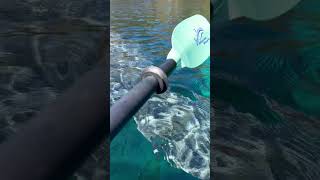 Huge Manatee next to the Kayak #manatee #silversprings