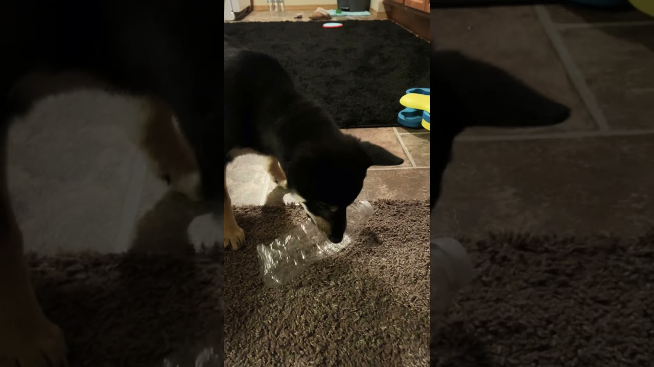 Shiba Loves Her Water Bottle