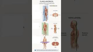 Lo que TODOS confunden de los planos anatómicos #anatomia #anatomy #anatomiafacil #medicina #booktok