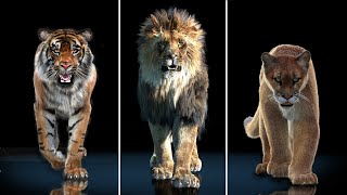 ​@PROmax3D  Models Showcase: Trailer 2021