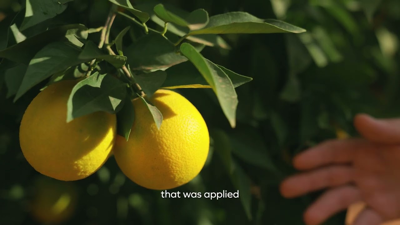 The benefits of biocontrol as part of your IPM strategy for citrus