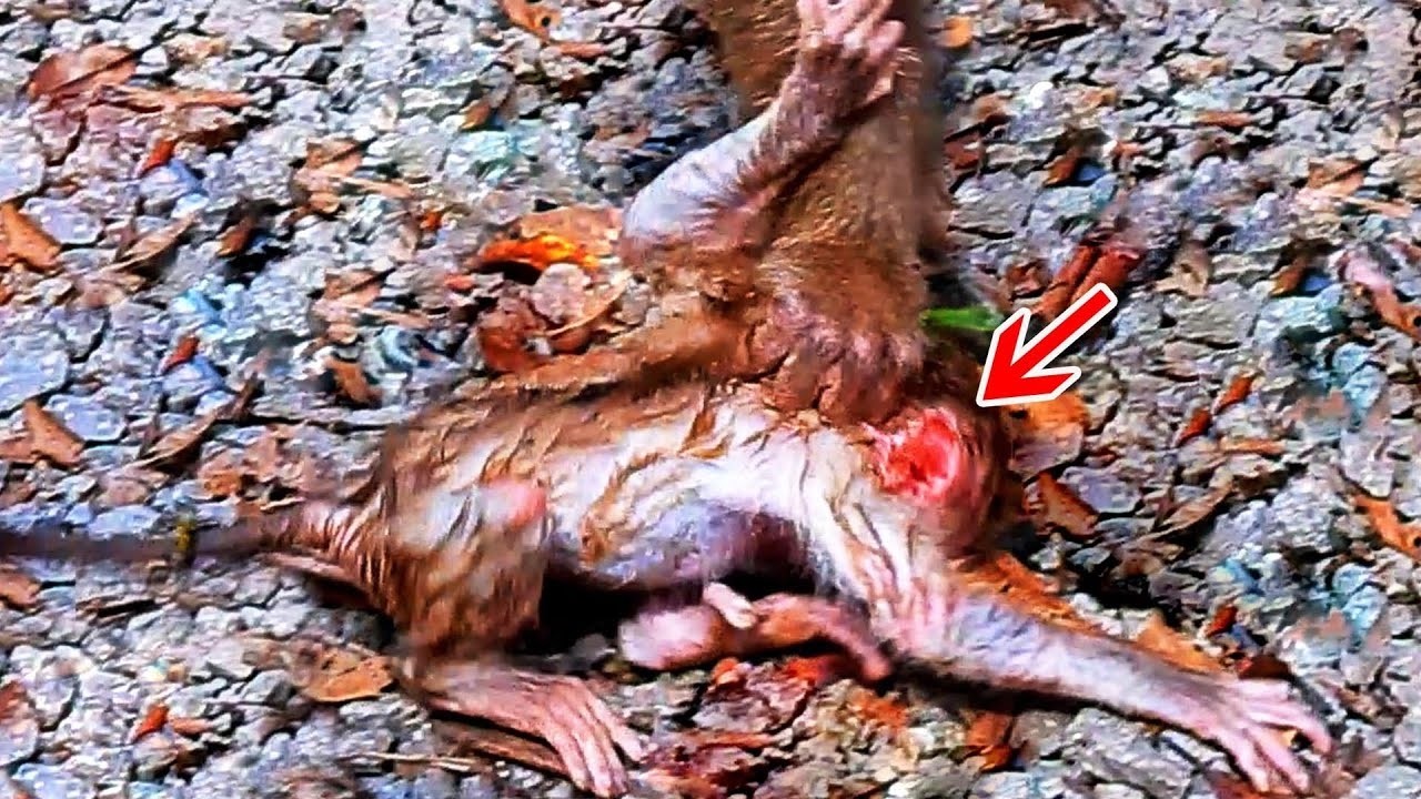 Please help this poor monkey