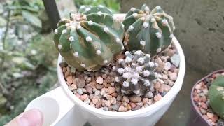 :   .   .   . #cactus #
