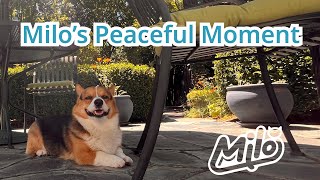 【Vlog】Milo’s Peaceful Moment! #corgivideo #corgilife #corgi #vlog #ilovecorgis #puppy