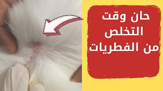 علاج فطريات القطط بدون رجعه | علاج فطريات القطط بدون الذهاب الى الطبيب/ فطريات القطط