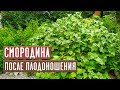 Смородина после сбора урожая 💥 СДЕЛАЙТЕ ЭТО ОБЯЗАТЕЛЬНО / Садовый гид