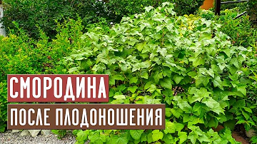 Смородина после сбора урожая 💥 СДЕЛАЙТЕ ЭТО ОБЯЗАТЕЛЬНО / Садовый гид