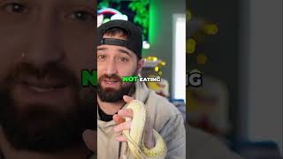 Ball Pythons: Debunking Picky Eater Myth!