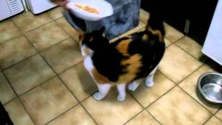 Mon Chat Qui Adore La Paté
