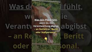 Beritt, Reitlehrer &amp; Co   das fühlt dein Pferd, wenn du die Verantwortung abgibst