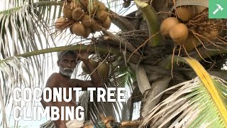 Learn how to climb a coconut tree