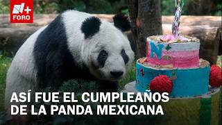 Xin Xin cumplió 36 años: Así celebró la panda gigante más longeva nacida fuera de China
