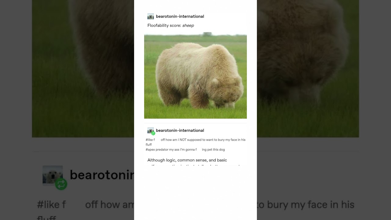 A Bear Tumblr Post