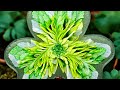 #432 A Pretty Cool Clover Bloom in Epoxy Resin