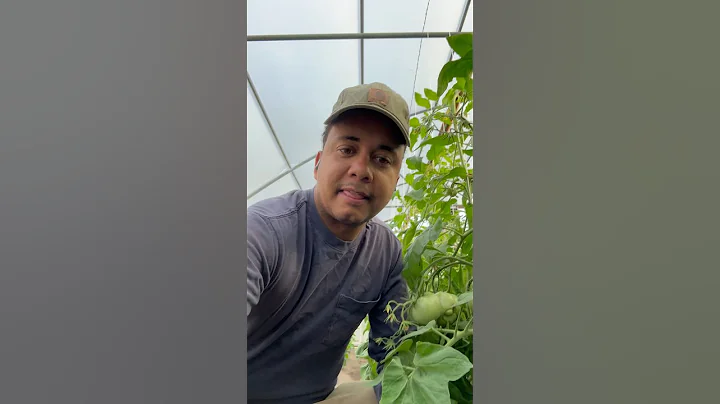 2 things to improve your heirloom tomatoes!