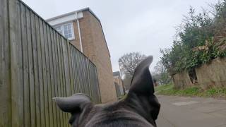 8 Month Old Staffy Walk, Insta360 Go 3S, 2.7K 50