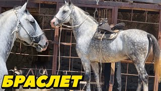 БРАСЛЕТ