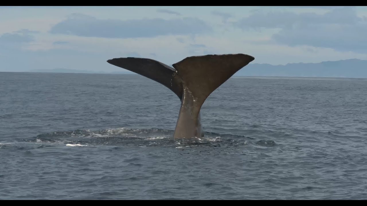 A Sperm Whale Tale 4k Youtube