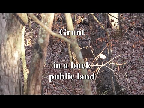 How to call in a buck using a grunt