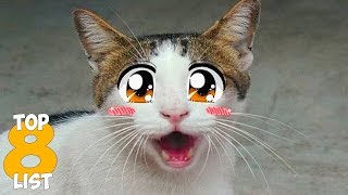 Top 8 Cat Facts