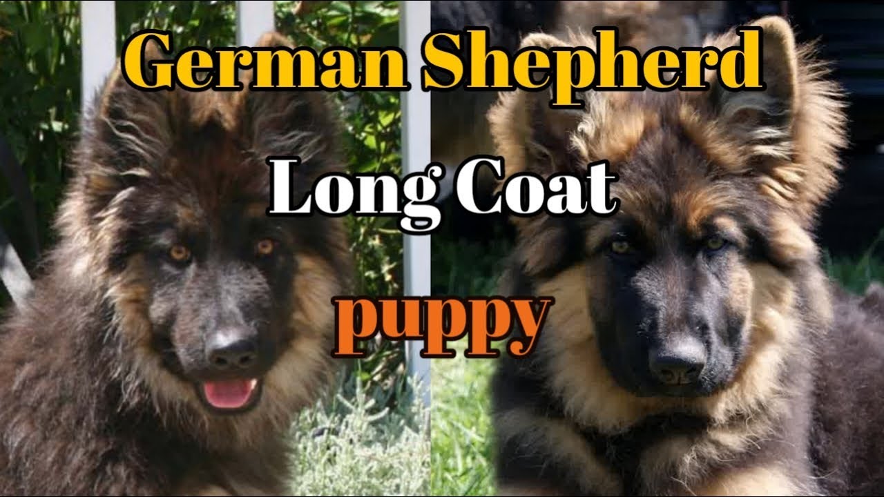 German Shepherd Breeds German Shepherd Fan
