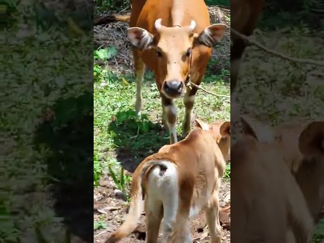 Reaksi induk sapi ketika anaknya di ganggu class=