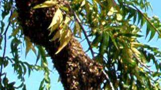 bees.AVI