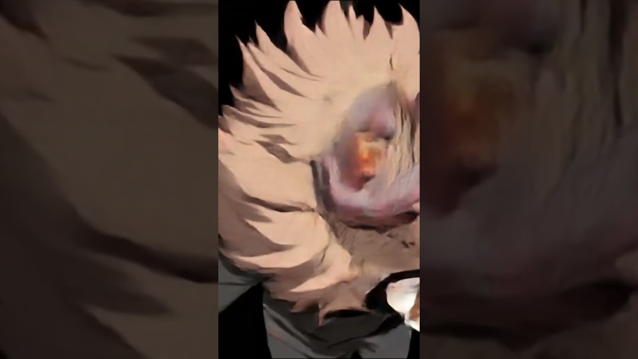 hilichurl la vera faccia |genshin impact| 