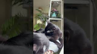 Soot and frobert!!! #cute #shorts #funnycats #blackcat #catmemes #cats