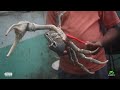 Spicy Crabs With Big Claws In Jamaica | Best Crab Pot Locally!