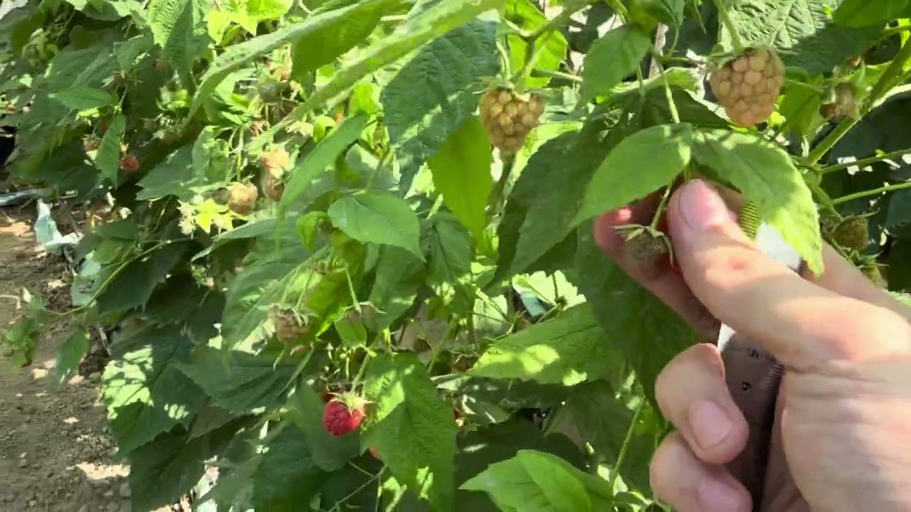 Малина бизнесини қандай ва нимадан бошлаш хақида