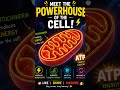 Mitochondria Facts that Will Your Mind