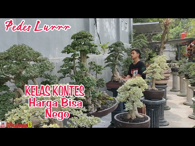 FULL SERUT KONTES‼️CEK HARGA BONSAI DIRUMAH MAS BLITAR NURSERY class=