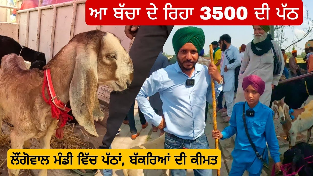 ਸਿਰਫ਼ 3500 ਦੀ ਪੱਠ। goat kids price | longowal bakra mandi #goat  #goats #farming। @iltilanadhuri