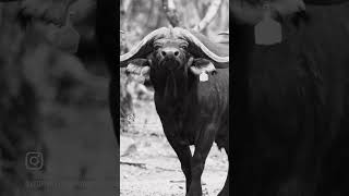 The Bull Who Put the &#39;Buff&#39; in Buffalo: Meet Veneno
