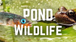 What Wildlife lives in UK Ponds?