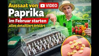 Sowing peppers in February – 3 proven methods for strong seedlings | Tips from a hobby gardener