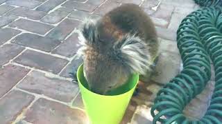 Thirsty Koala Beats Heatwave And Drinks From Bucket In Adelaide