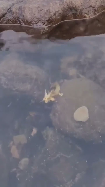 penampakan naga dalam air #shorts, #short, #shortvideo, #hewan, #naga, #trending
