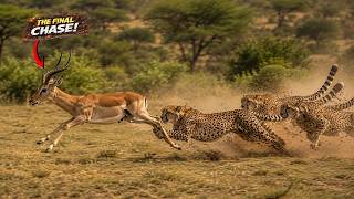 😱 How Did the Gazelle Outsmart 3 Cheetahs and Escape Alive? 🐆