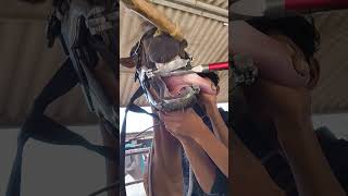 Straight from The Horse’s Mouth Exploring The Basics Of Equine Dentistry #joshi #teeth #floating