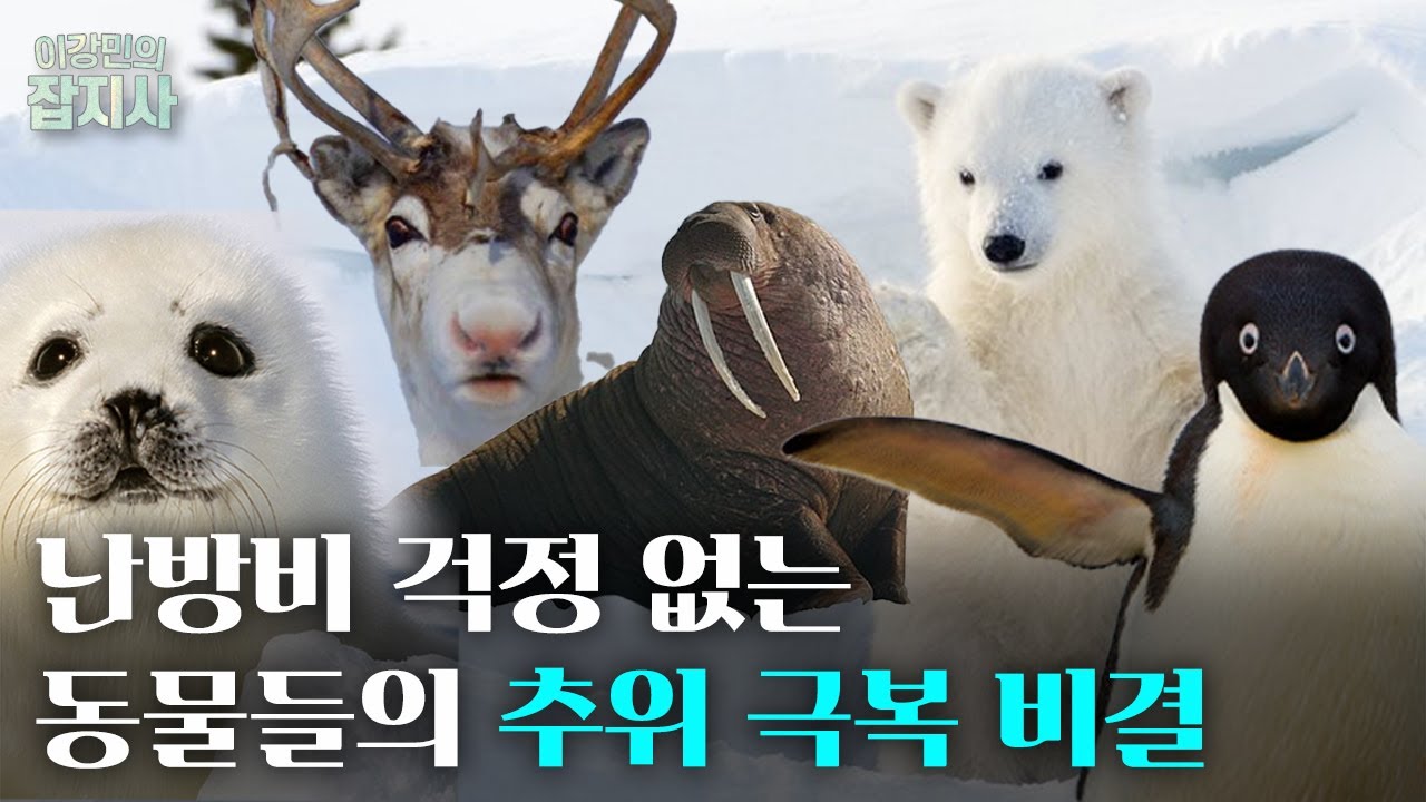 🐧🐻‍❄️🦌🥶'과학적으로' 추위를 이겨내는 동물들